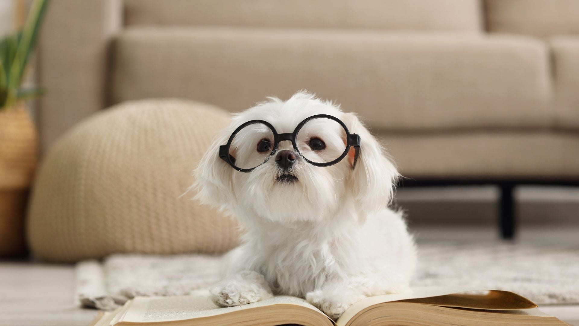 A Guide to Dog Licences and Responsible Ownership in Ireland