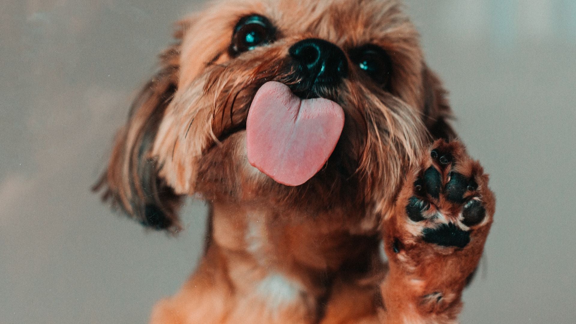 A Guide to Licki Mats for Dogs