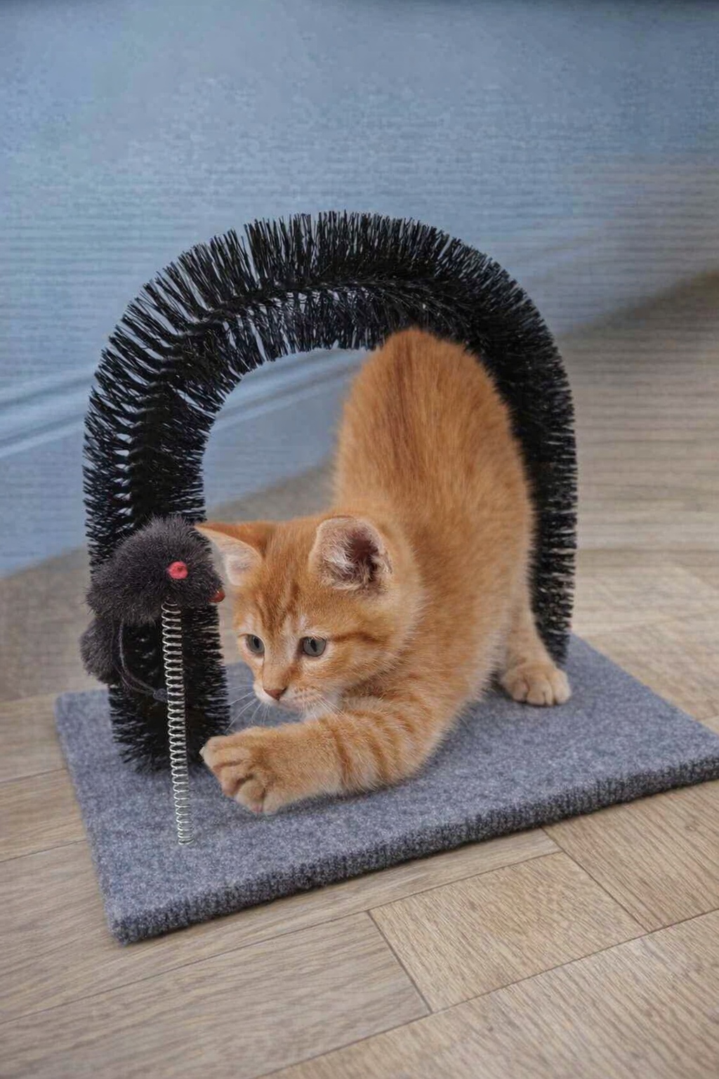 Cat Grooming Arch & Toy