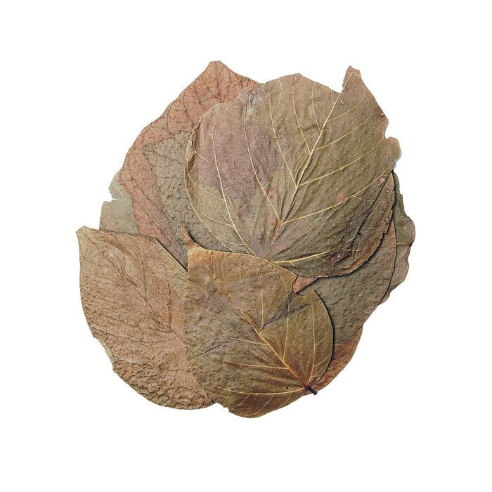HabiStat Elements  Dadap Leaves 10Pack