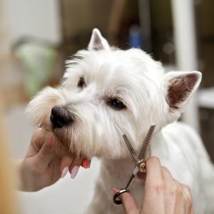 Book Dog Grooming in Dublin - MutzNutz Walkinstown