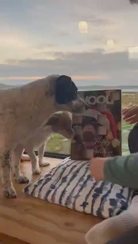 Woolf Advent Calendar for Dogs