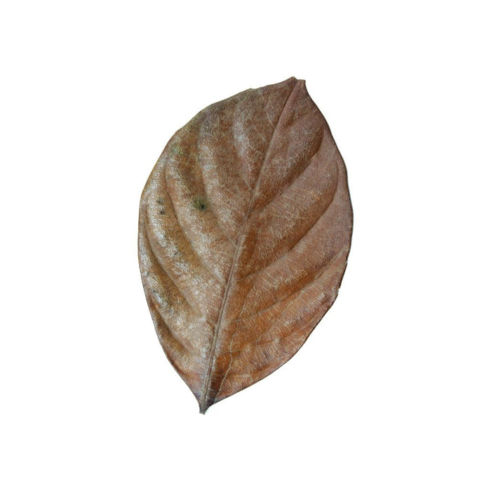 HabiStat Elements Jackfruit Leaves 10Pack