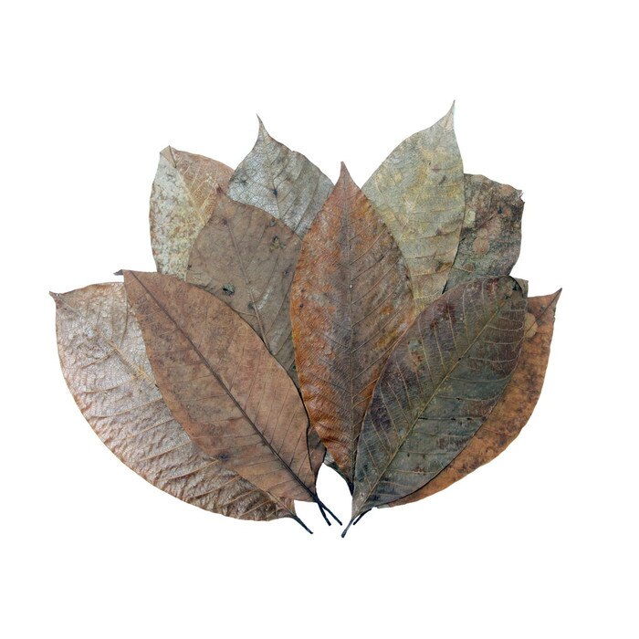 HabiStat Elements  Rubber Leaves 10Pack